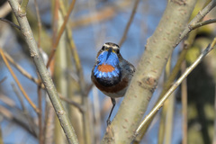 Luscinia svecica svecica