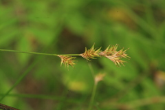 Carex pallida