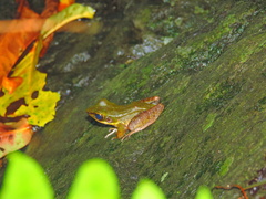 Odorrana hosii