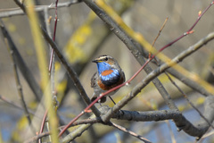 Luscinia svecica svecica
