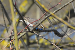 Luscinia svecica svecica