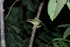 Odorrana hosii