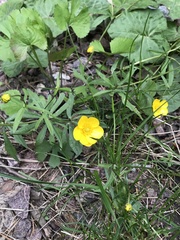 Ranunculus auricomus