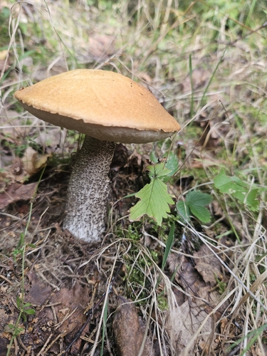 Orange Birch Bolete