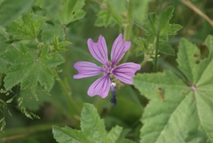 Malva sylvestris