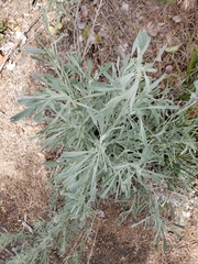 Artemisia tridentata tridentata