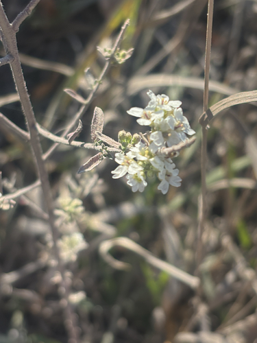 hoary alyssum