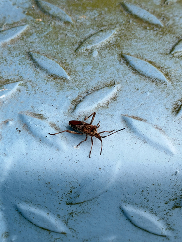 Western Conifer Seed Bug