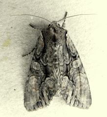 Lacanobia subjuncta