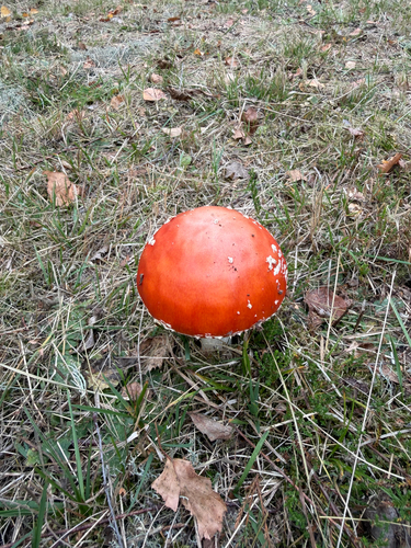 Fly Agaric