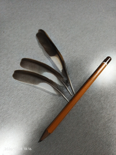 Plume de Grive dorée