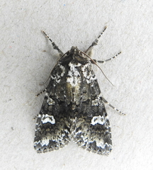 Melanchra adjuncta