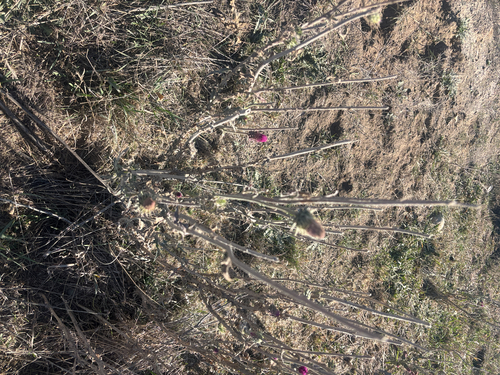 musk thistle