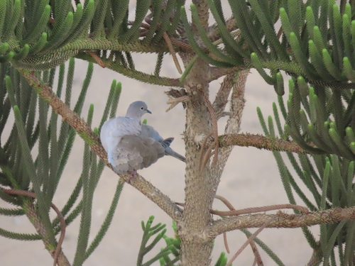 Eurasian Collared-Dove