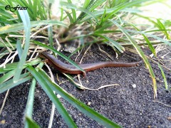 Subdoluseps bowringii