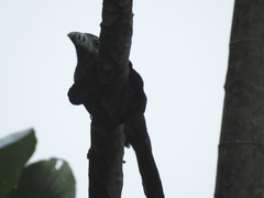 Selenidera maculirostris