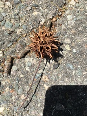 Liquidambar styraciflua