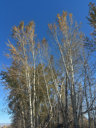 quaking aspen