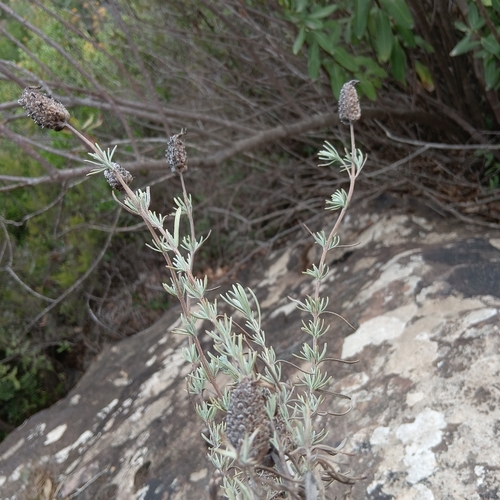 topped lavender