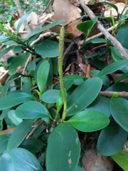 Peperomia obtusifolia
