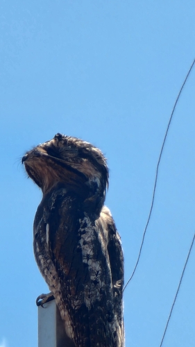 Common Potoo
