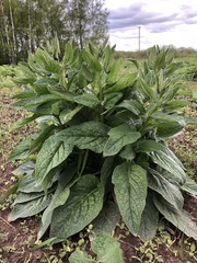 Symphytum caucasicum