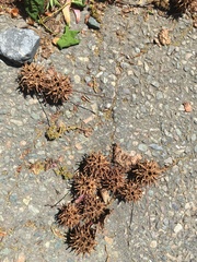 Liquidambar styraciflua