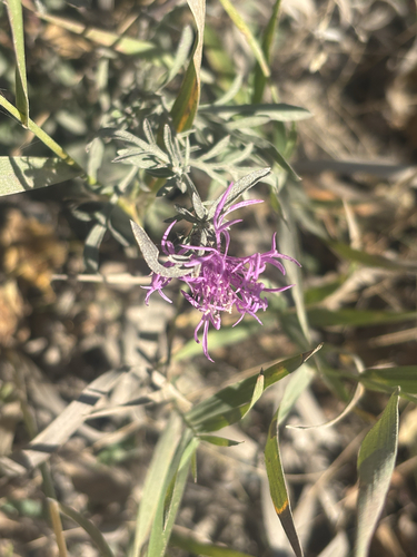 spotted knapweed