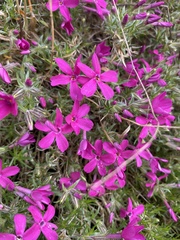 Phlox douglasii