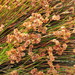 Restionaceae - Photo (c) psilotum Lin, μερικά δικαιώματα διατηρούνται (CC BY-NC-SA)