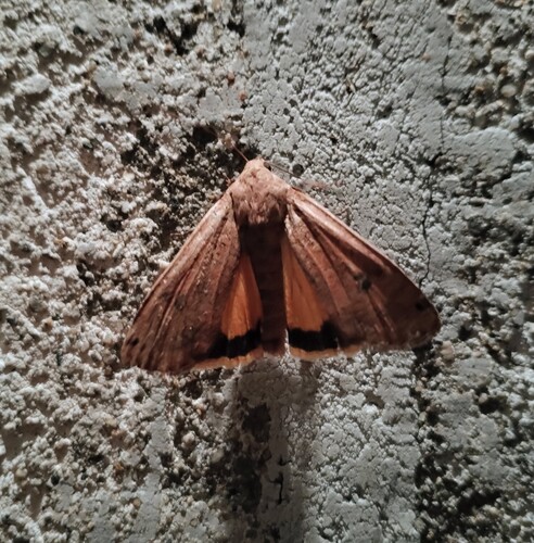 Large Yellow Underwing