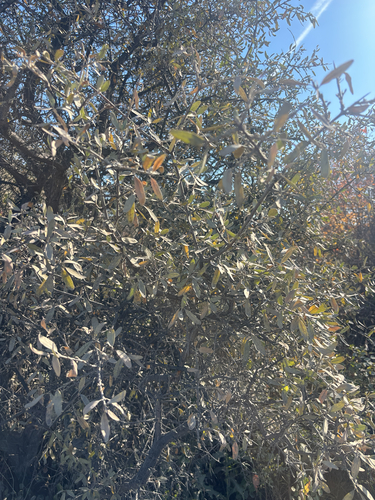 silver buffaloberry