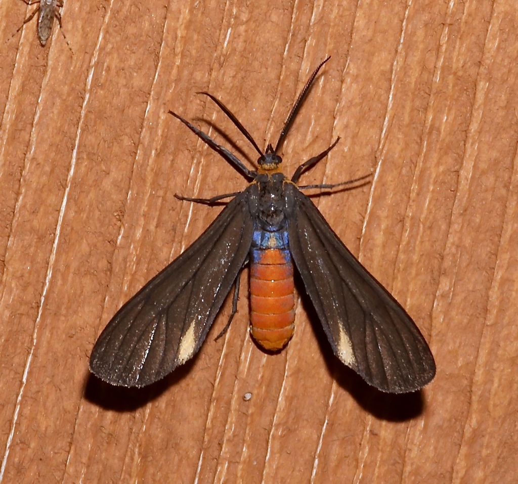 Black-winged Dahana Moth