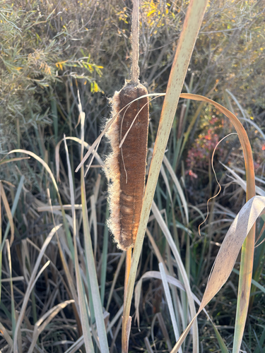 broadleaf cattail