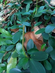 Peperomia obtusifolia