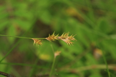 Carex pallida