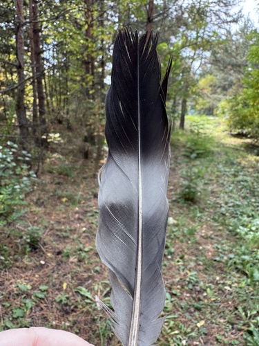 Common Wood-Pigeon