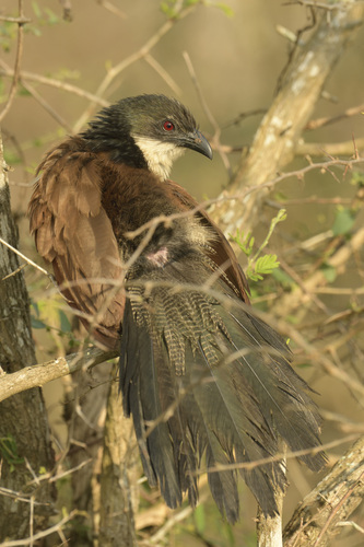 iNaturalist image
