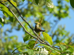 Phylloscopus trochilus
