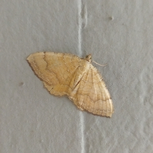 Yellow Shell Moth