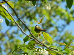 Phylloscopus trochilus