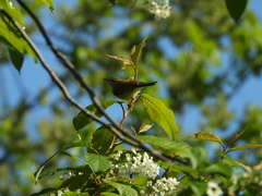 Phylloscopus trochilus