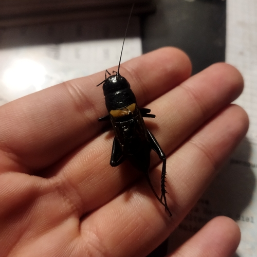 Southern Field Cricket