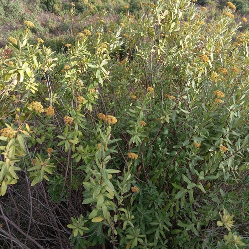 Shrubby Hare's-ear