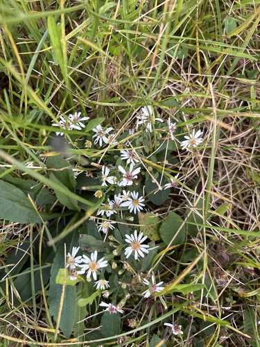calico aster