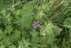 Malva sylvestris