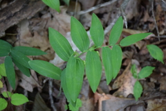 Polygonatum biflorum biflorum