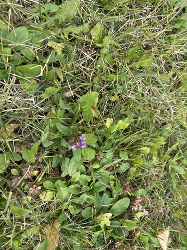 common selfheal