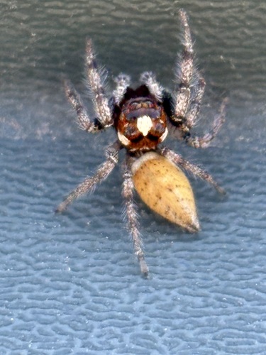 Colonus hesperus seen in Sonoma Valley