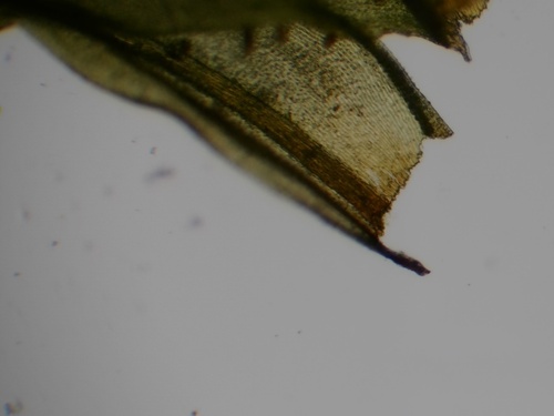 Pulvigera lyellii observed 2026-09-27